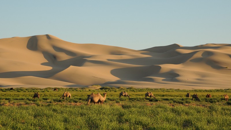 Bactrian camels grazing on green grass beneath golden sand dunes.